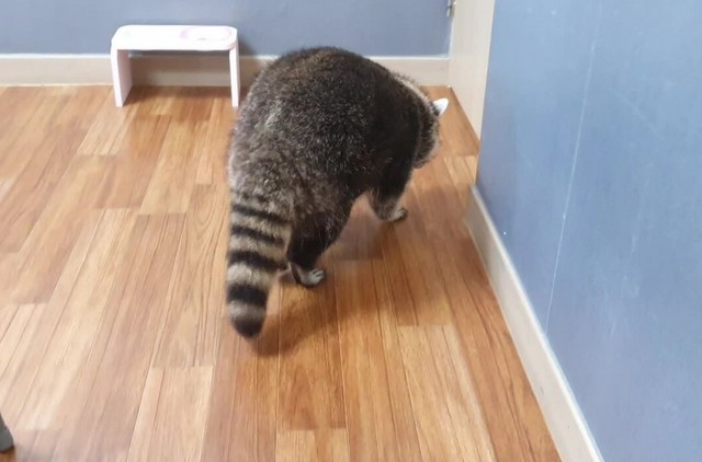 Pet Elimination: Fascinating Information about the actual Crazy Raccoon