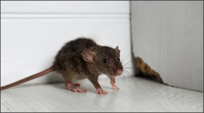 Pest-Free Spaces: How to Get Rid of Mice Fast and Effectively